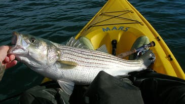 Stripers Forever Calls for 10-Year Ban on Harvesting Striped Bass