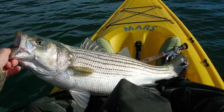 Stripers Forever Calls for 10-Year Ban on Harvesting Striped Bass