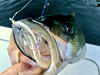 Striped bass with lure in its mouth.