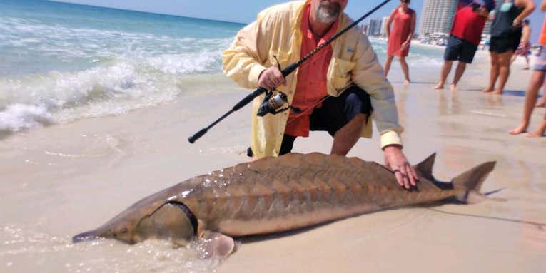 This Giant Gulf Sturgeon Could Be One of the Rarest Fish Ever Caught in the Surf