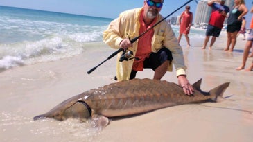 This Giant Gulf Sturgeon Could Be One of the Rarest Fish Ever Caught in the Surf