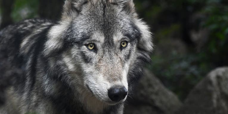 Outrage Over Wisconsin’s Wolf Hunt Threatens the 2022 Season