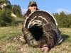 A hunter poses next to a large turkey.