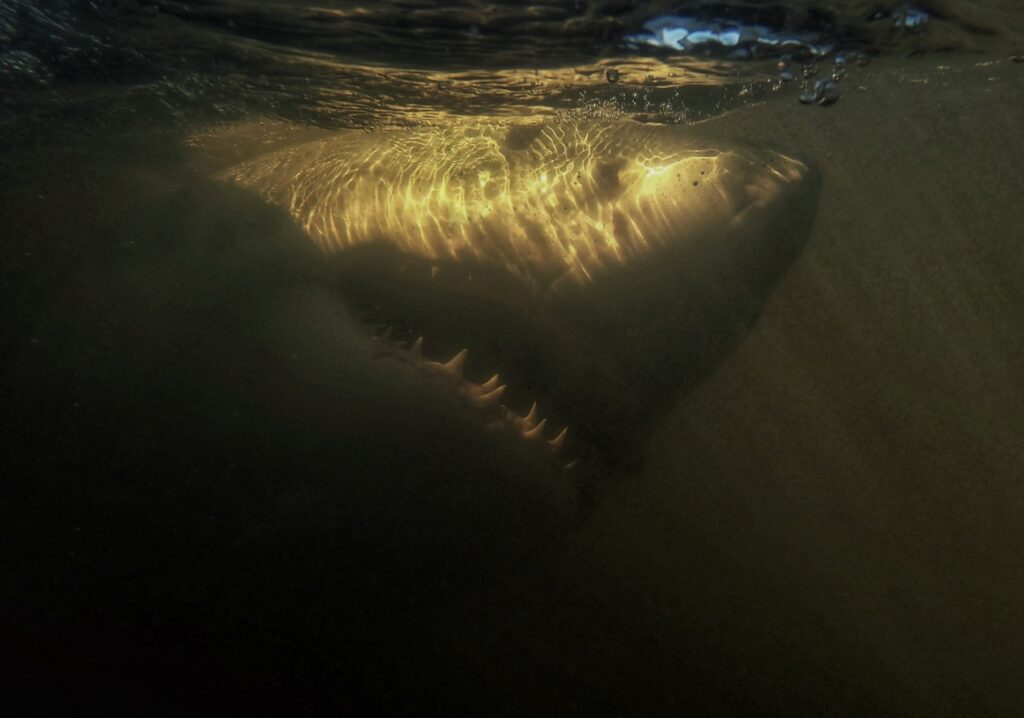A large great white shark lurks beneath the waters.