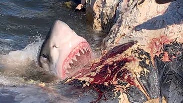 A Whale Carcass Triggers a Great White Shark Feeding Frenzy off South Carolina