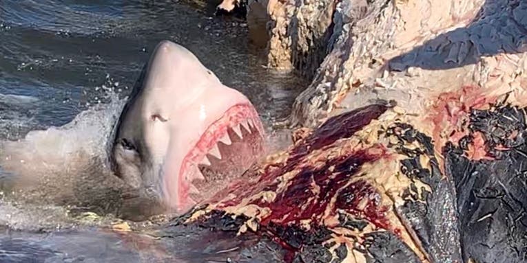 A Whale Carcass Triggers a Great White Shark Feeding Frenzy off South Carolina