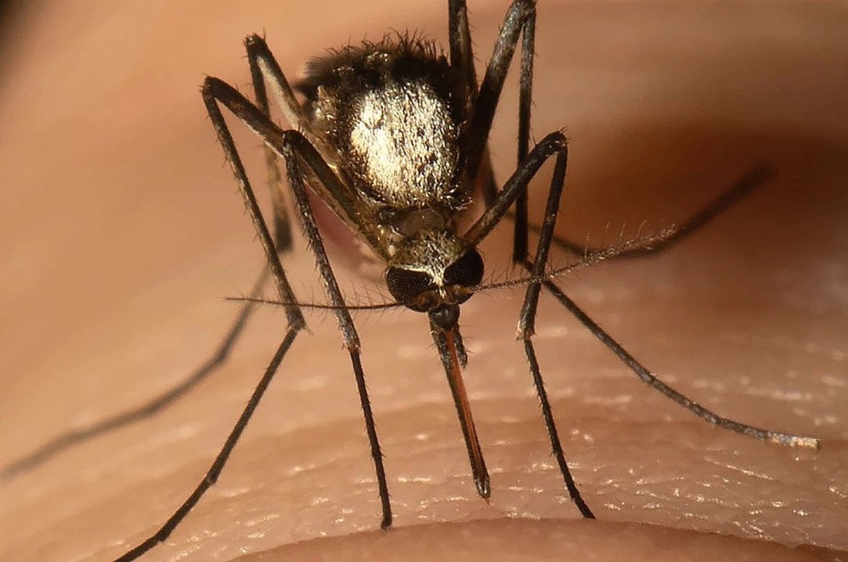 A close up image of a mosquito
