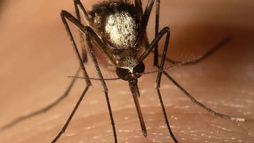 New Invasive Mosquito Strain Found in Florida