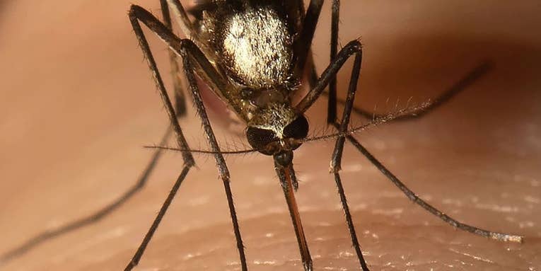 New Invasive Mosquito Strain Found in Florida
