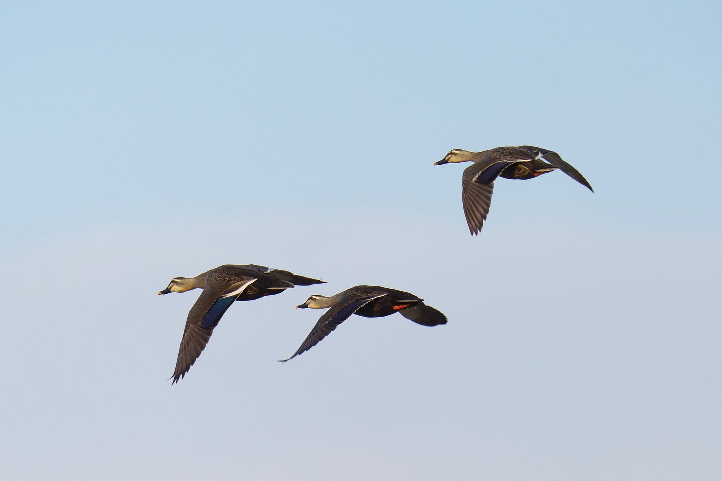 Three ducks flying in formation.