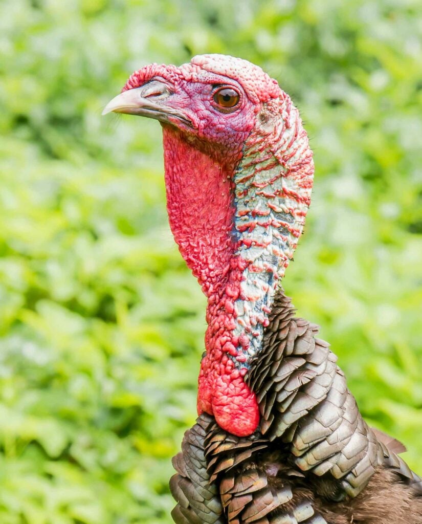 Close up of a turkey head
