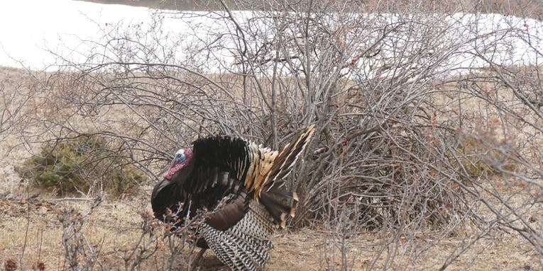 8 Overlooked Spring Turkey-Hunting Hotspots