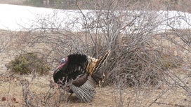 8 Overlooked Spring Turkey-Hunting Hotspots