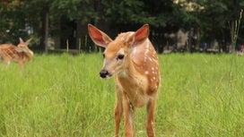 Studies Show Whitetail Deer Can Get and Spread COVID-19