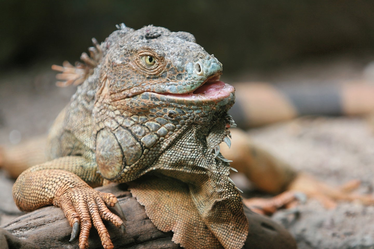 A large iguana on rocks.