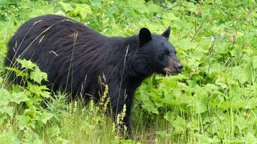 Missouri Approves Its First-Ever Black Bear Hunting Season