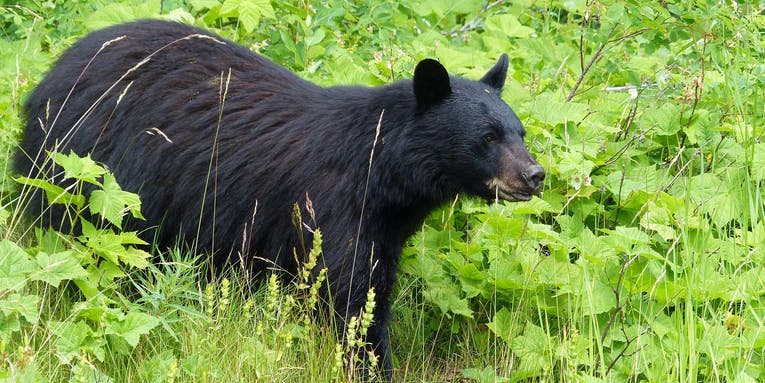 Missouri Approves Its First-Ever Black Bear Hunting Season