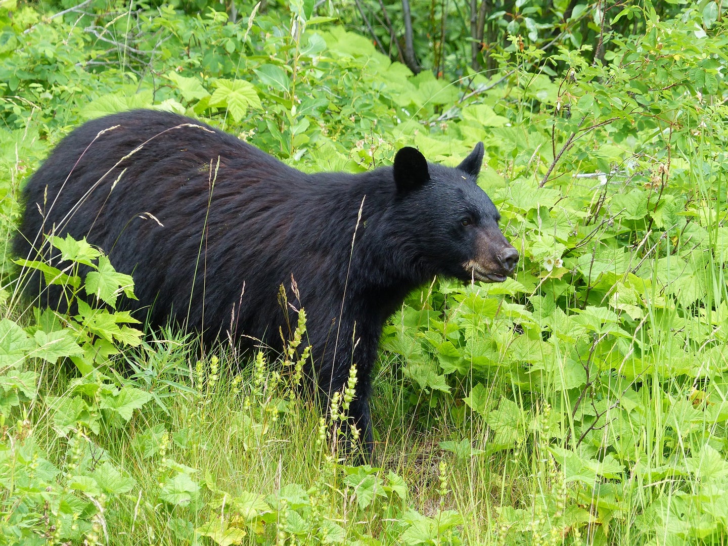 Missouri will hold its first black bear season ever next fall. 