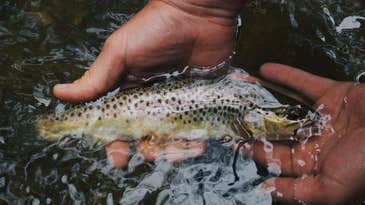 Euro Nymphing: The Gear and Skills You Need to Euro Nymph for Trout