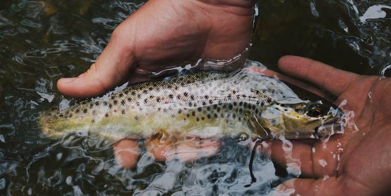 Euro Nymphing: The Gear and Skills You Need to Euro Nymph for Trout