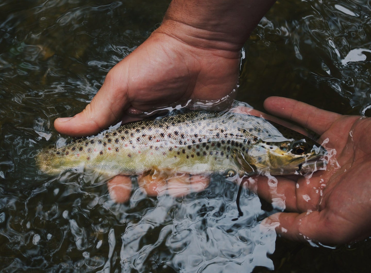 Hands holding trout underwater.