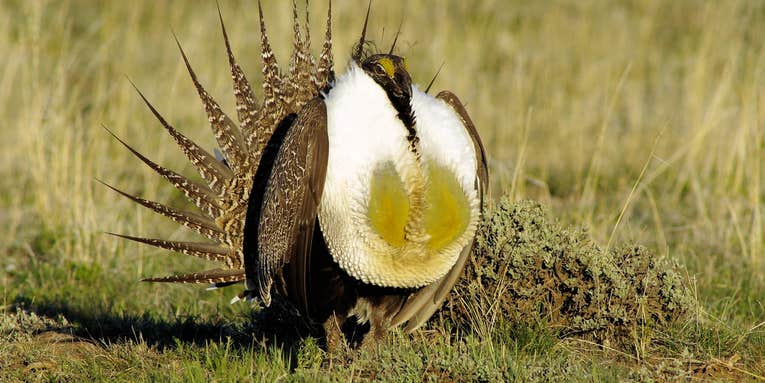 USGS Report Finds 80 Percent Loss of Sage-Grouse Population