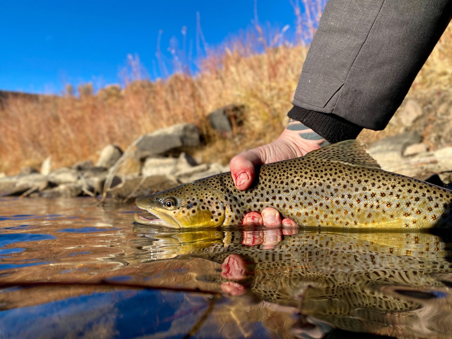 brown-trout-from-colorado-river