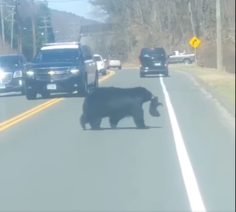 Sow black bear helps one of her 4 cubs across the road in northwestern Connecticut.