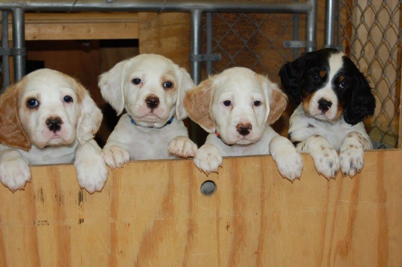 A litter of hunting dog puppies.