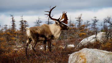 Alaska Opens Hunting Permit Raffle to Combat COVID-19 Travel-Related Revenue Shortfall