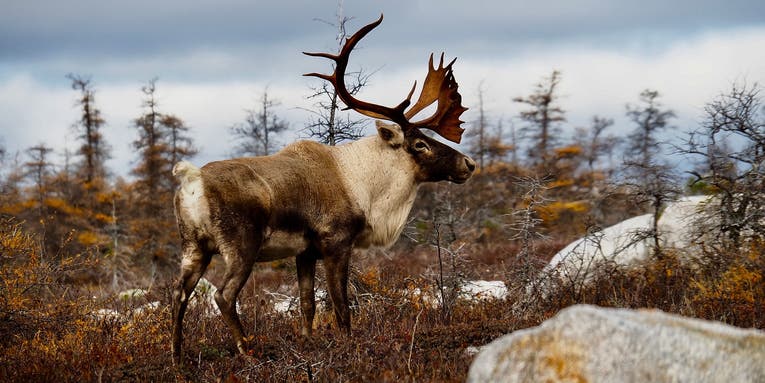 Alaska Opens Hunting Permit Raffle to Combat COVID-19 Travel-Related Revenue Shortfall