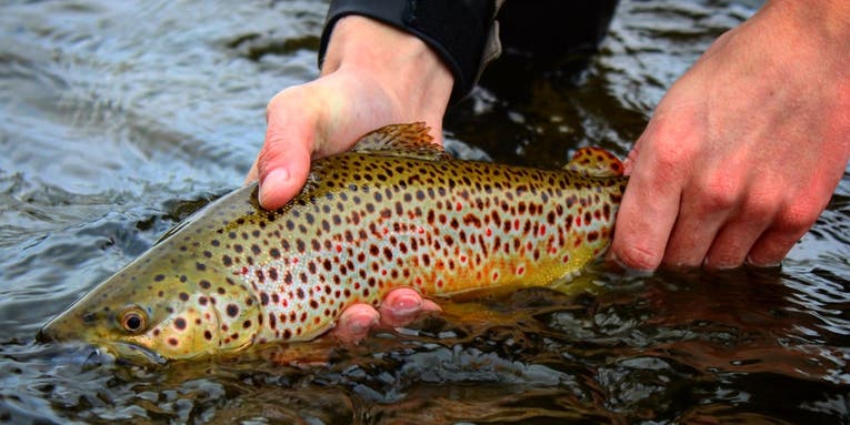 7 Foolproof “Cheat” Flies to Help You Catch More Trout