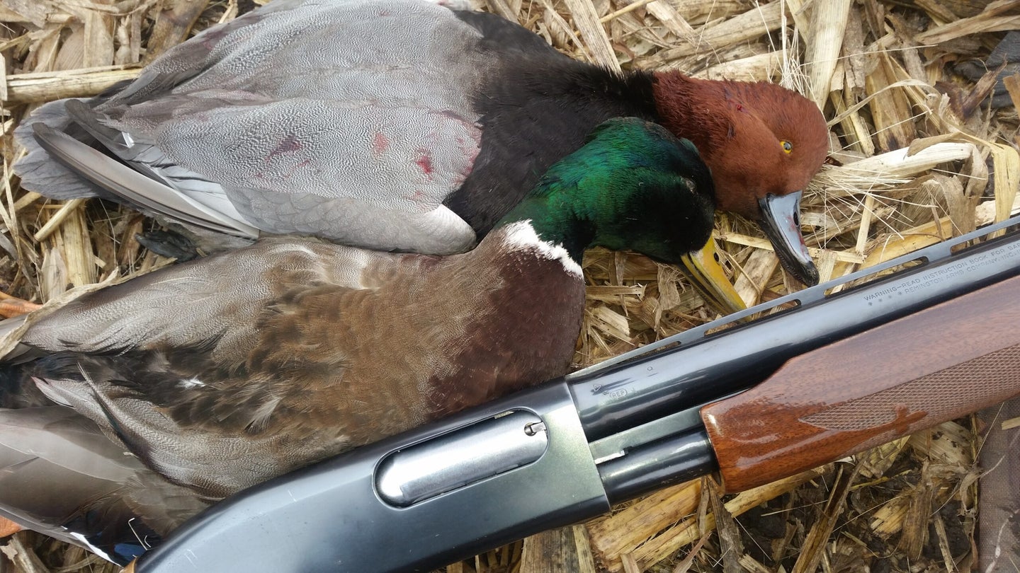 A Remington 870 with a pair of duck.