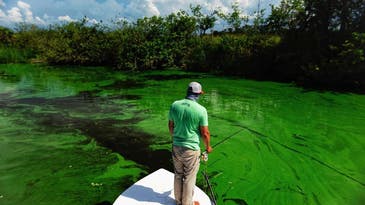 Toxic Wastewater Spills Into Tampa Bay
