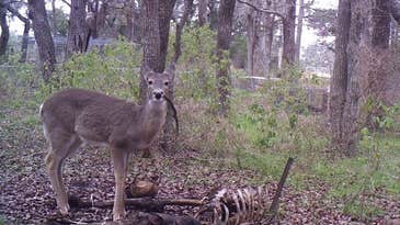 Watch Bambi Eat Thumper…and a Bird, a Snake, Some Fish, and Even Human Remains