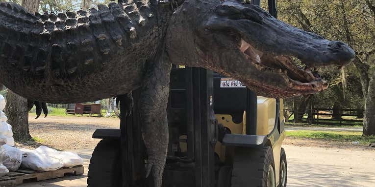 Dog-Eating Alligator Killed in South Carolina