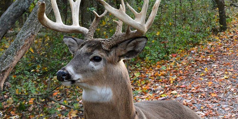Major Pennsylvania Hunting Season Changes
