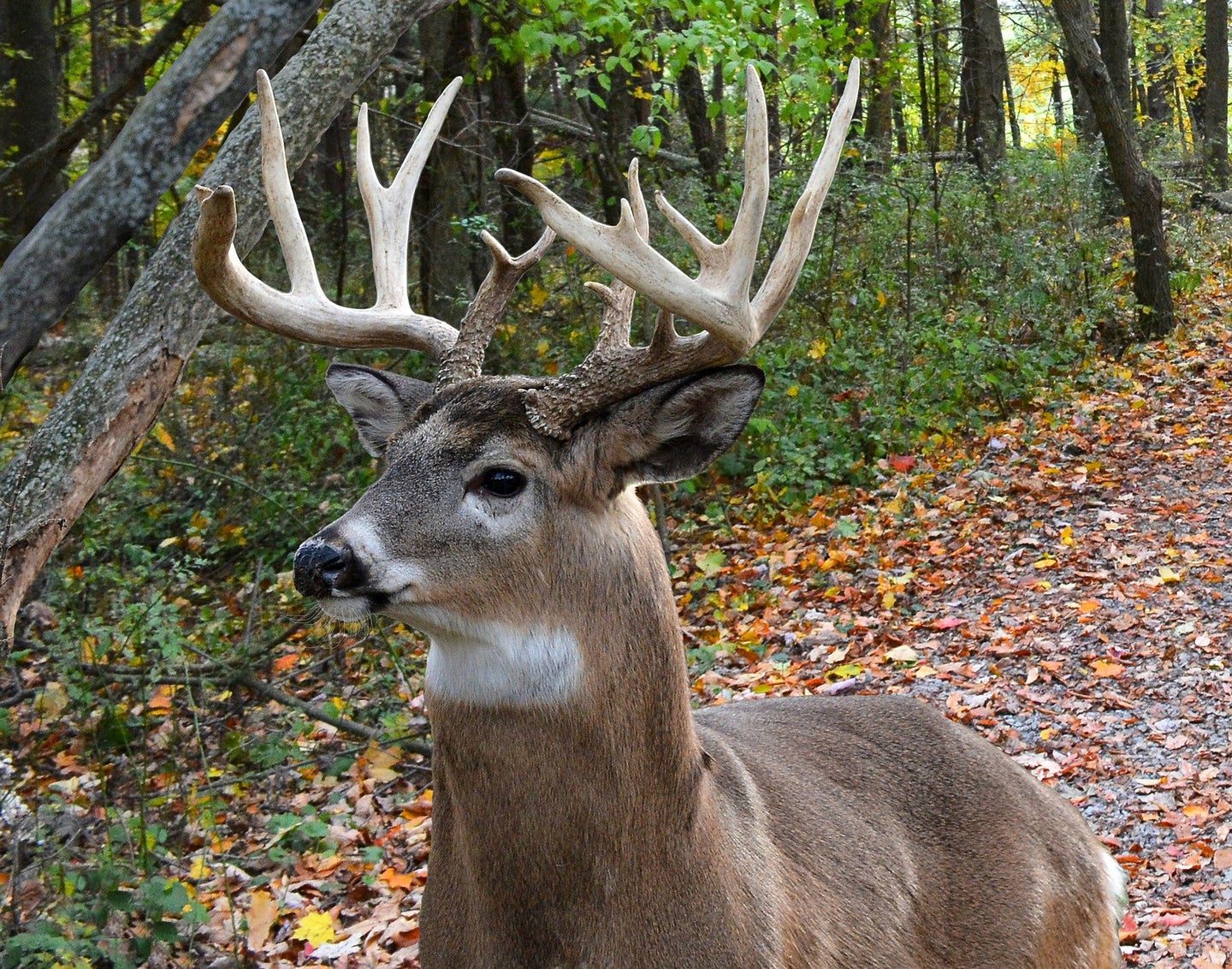 The Pennsylvania Game Commission has voted to extend the season on whitetails.