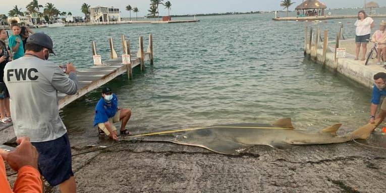 Largest Recorded Smalltooth Sawfish Found Dead in Florida