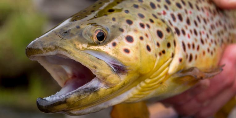5 Day-Saving Fishing Tips to Catch Pressured Trout