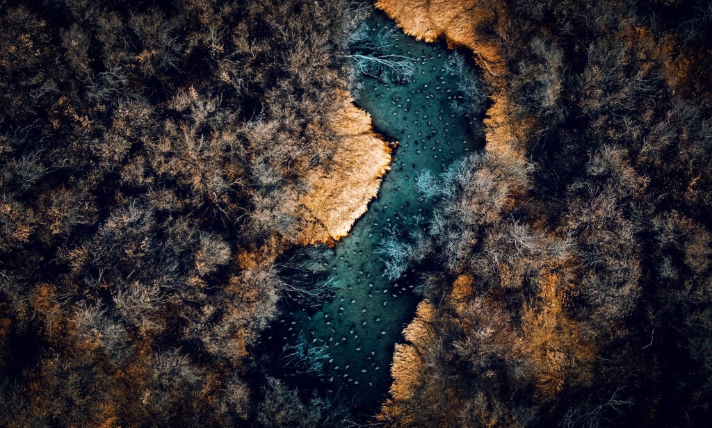 Overhead shot of ducks in a river.