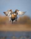 Pintail duck landing.