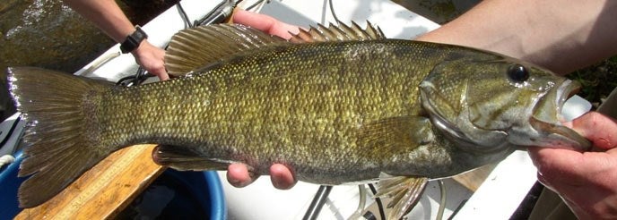 New research is helping fisheries biologists across 12 states better manage smallmouth bass populations/