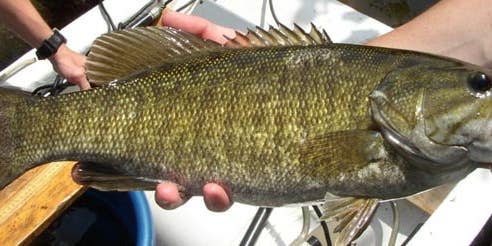 River Smallmouth Bass Management Get Funding in 13 States