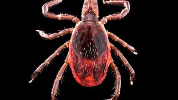 The Hunter’s Guide to Ticks—the Nastiest, Most Disgusting Bloodsuckers in the Woods