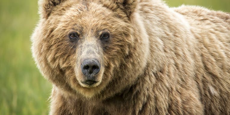 Yellowstone Hiker Killed in Grizzly Bear Attack
