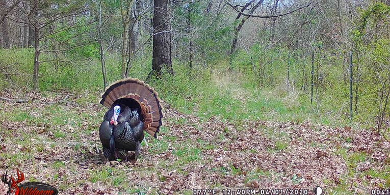 How to Use Trail Cameras to Tag More Turkeys
