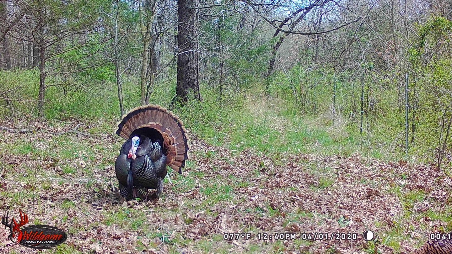 Trail camera photo of wild turkey