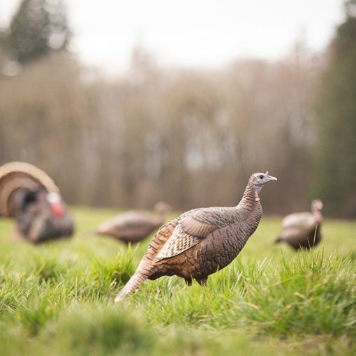 Turkey decoy in a field.