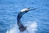 Sailfish jumping out of the water.